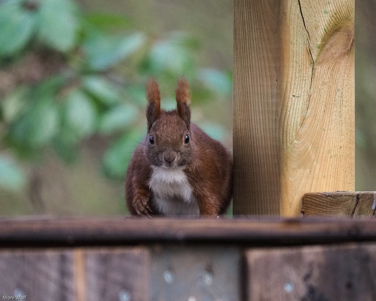 Eichhörnchen - © Moni Wolf / © monimago