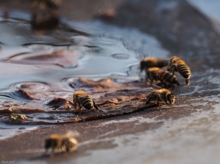 Bienen_im_Herbst