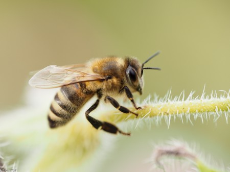 Einzelne Biene Makro