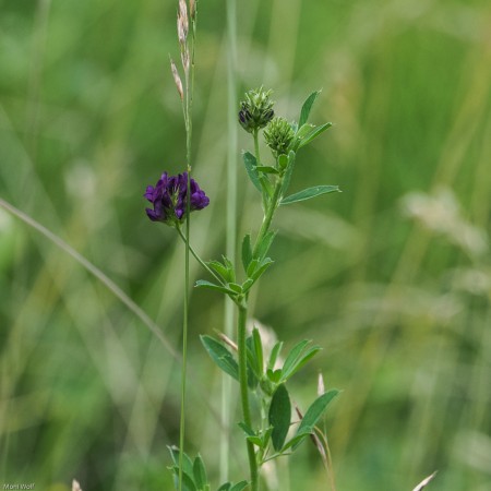 Medicago Sativa